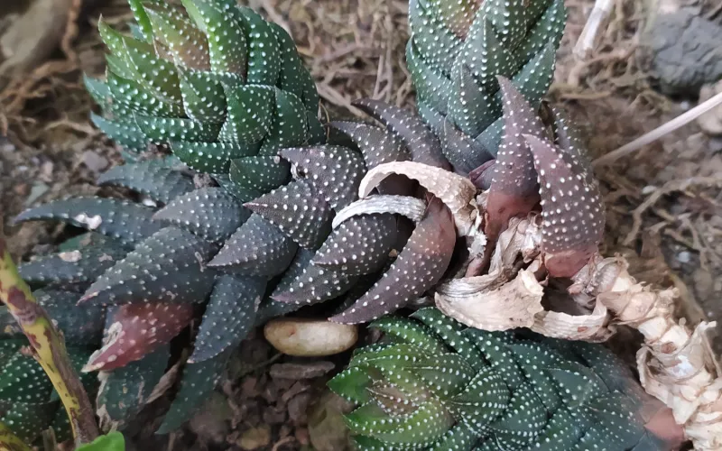 Haworthia coarctata