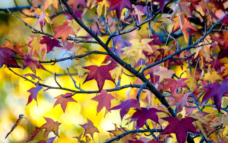 a group of colorful flowers on a tree