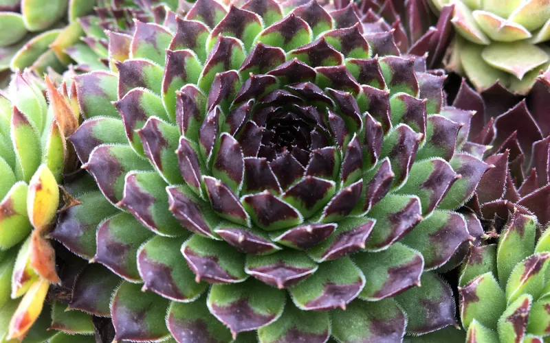 Sempervivum 'Chick Charms Appletini'