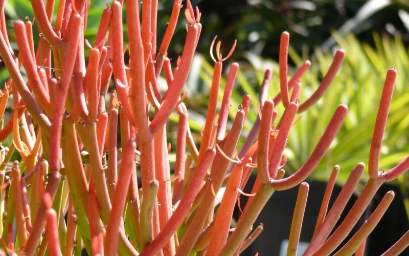 Euphorbia 'Firesticks'