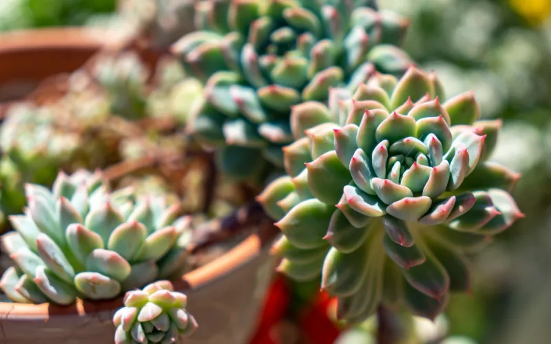 Echeveria prolifica