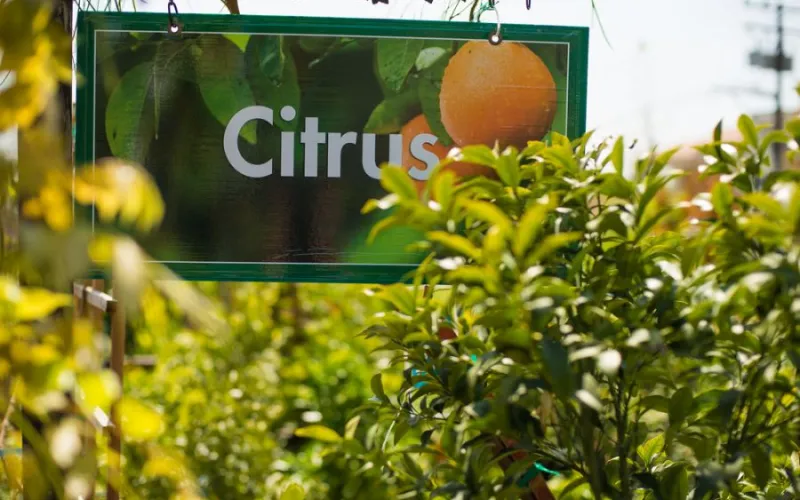 Armstrong Citrus Sign