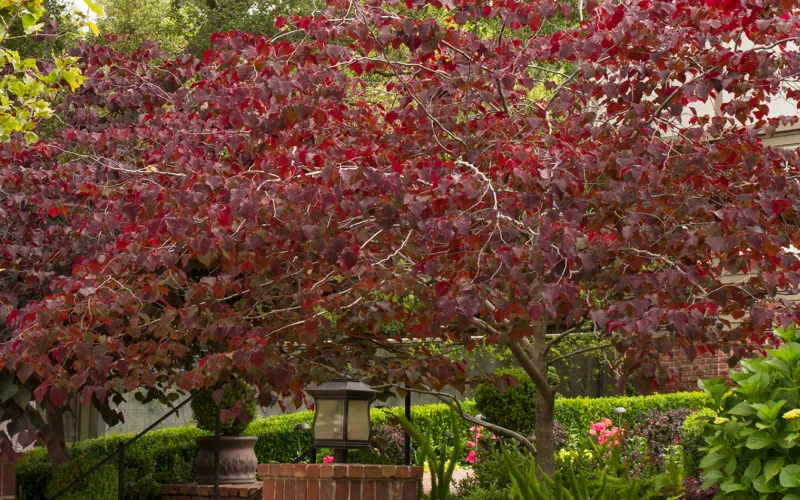 a tree in front of a brick building
