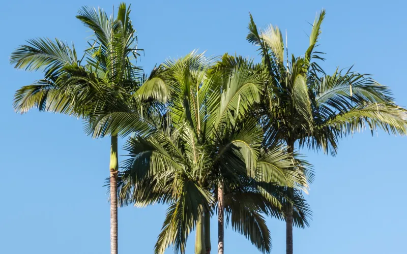 a beach with a palm tree