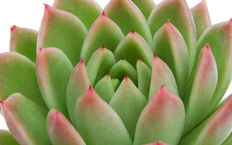 Echeveria agavoides 'Red Tips'