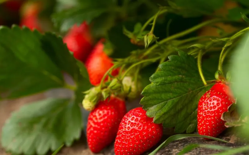 ripe strawberries ready to pick on strawberry plant