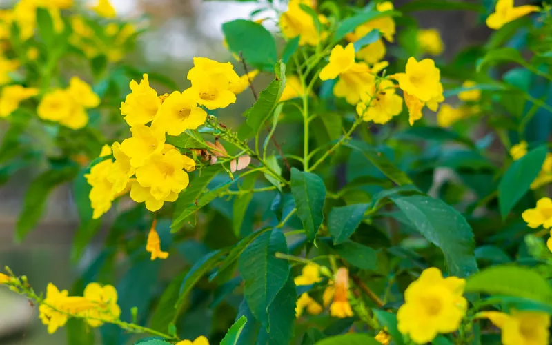 a close up of a flower