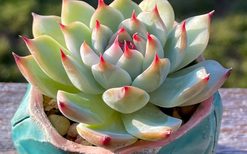 Echeveria 'Orion'