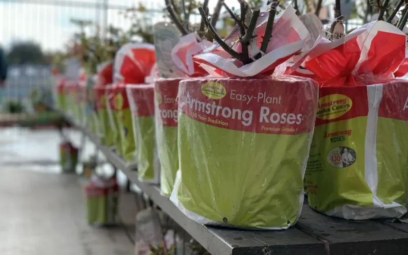 rose plants on a table