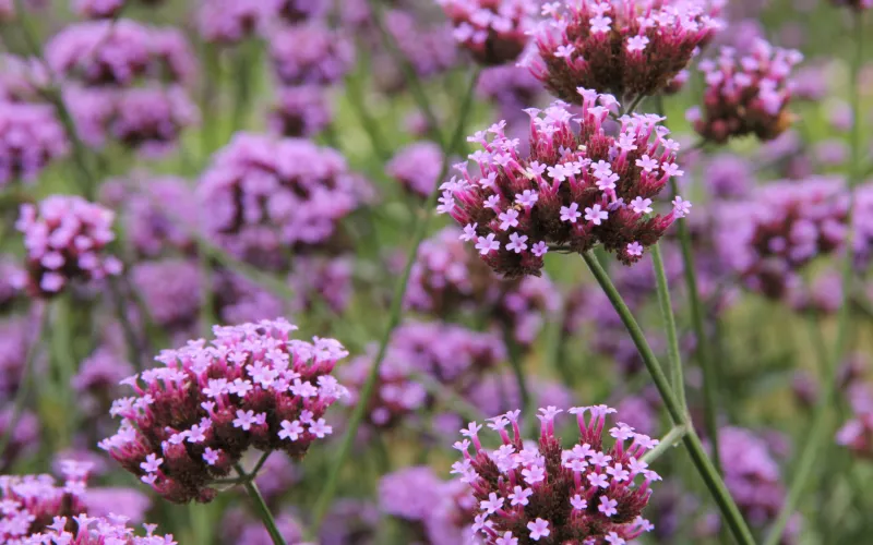 a close up of a flower