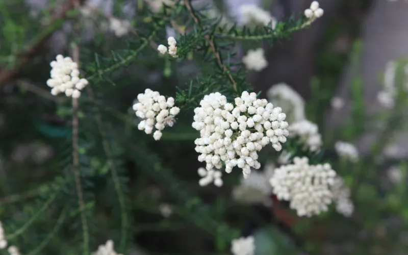 a close up of a flower garden