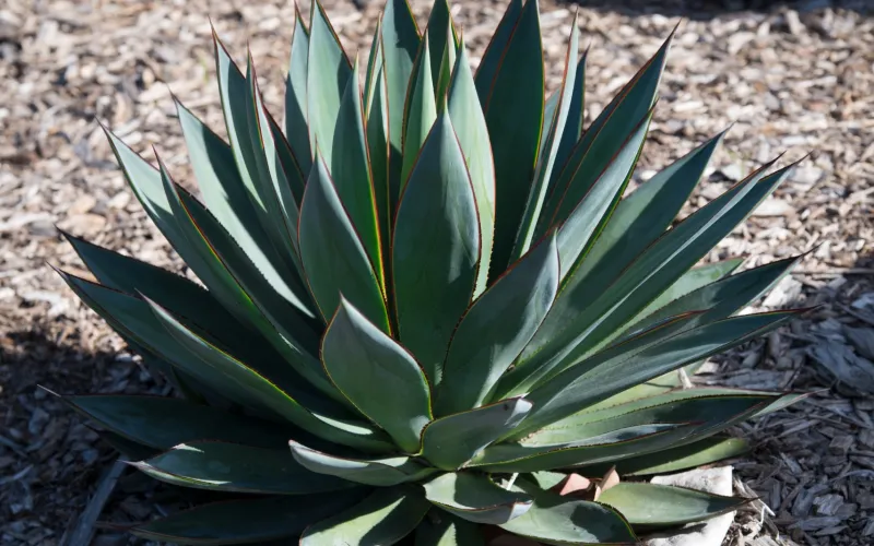 Agave