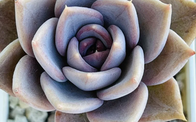 Echeveria 'Silver Queen'