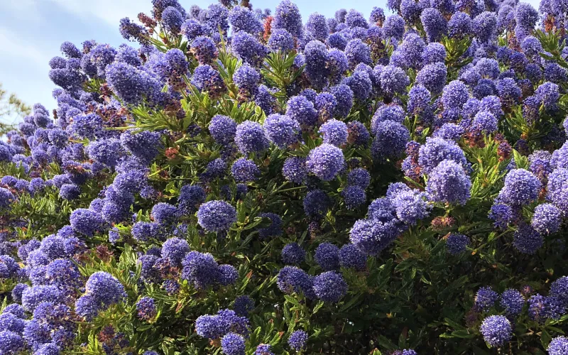 Ceanothus (Upright)-California Lilac