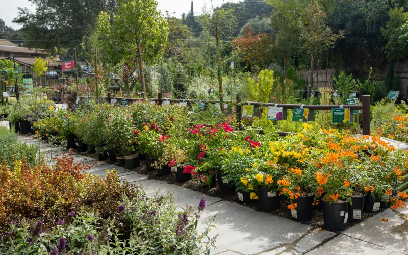 a garden with flowers