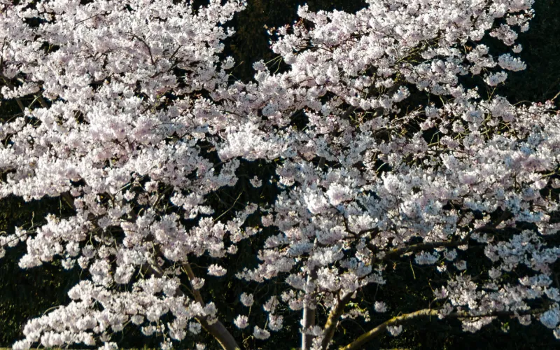 a close up of a flower garden