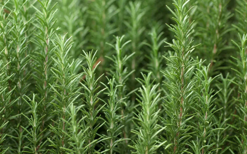 a close up of a plant