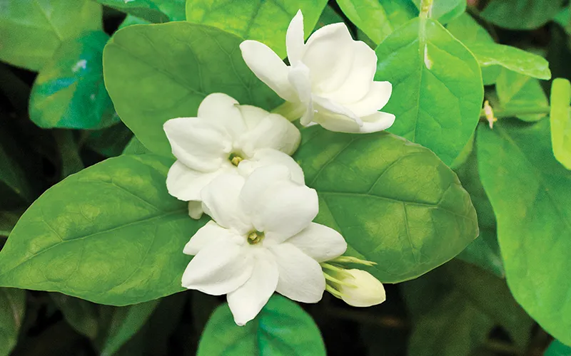 a close up of white flowers