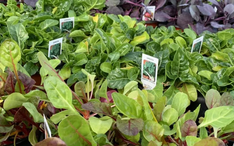table of armstrong lettuce