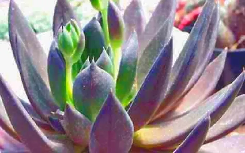 Echeveria affinis 'Black Knight'