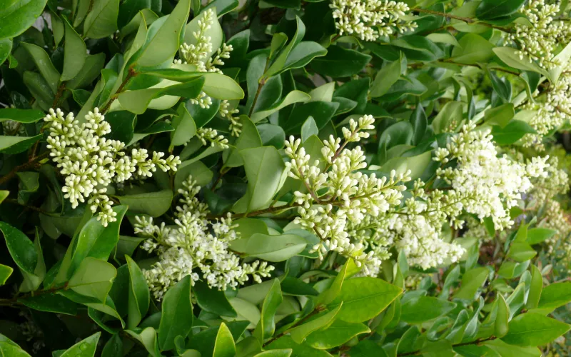 a green plant in a garden