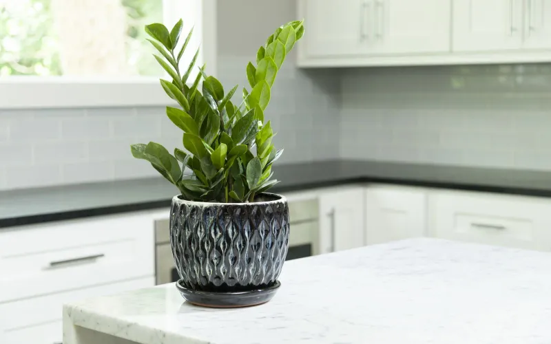 ZZ houseplant in glazed pot on kitchen counter