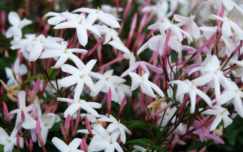 a close up of a flower