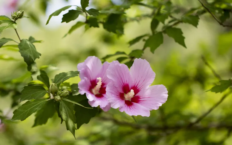 Rose of Sharon