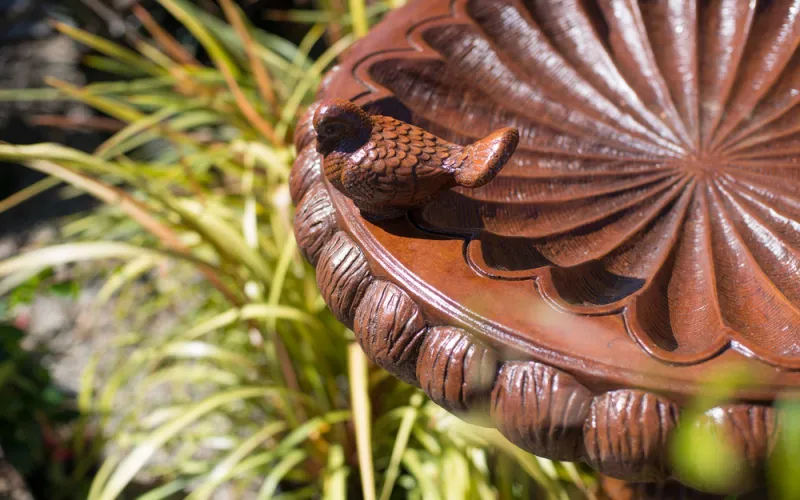 a close up of a plant