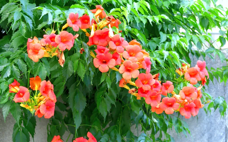 Trumpet Vine (Campsis radicans)