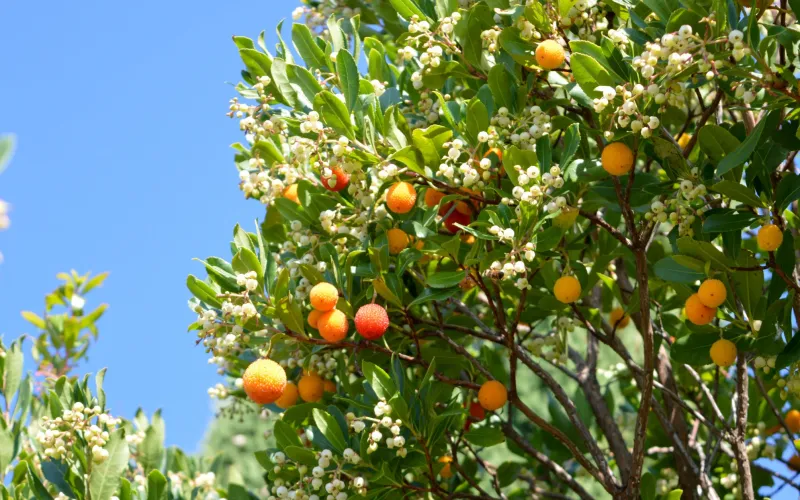 Arbutus Marina Strawberry Tree