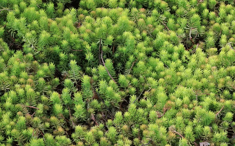 Sedum rupestre 'Angelina'