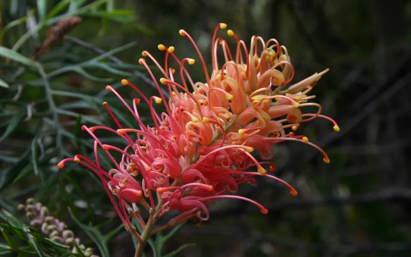 Grevillea