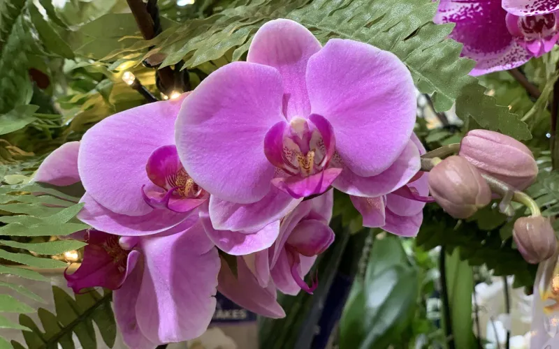Blooming purple phalaenopsis orchid
