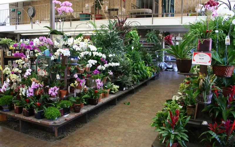 a close up of a flower garden