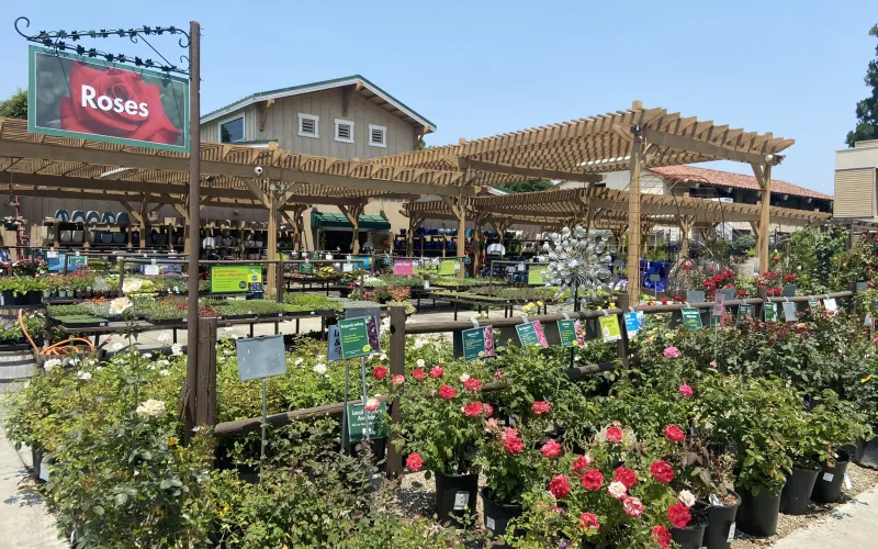 a garden with flowers