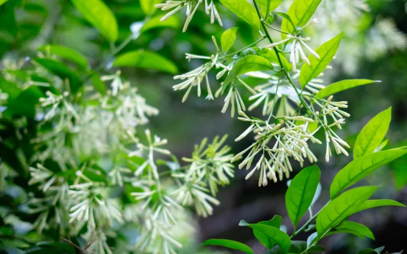 a close up of a green plant