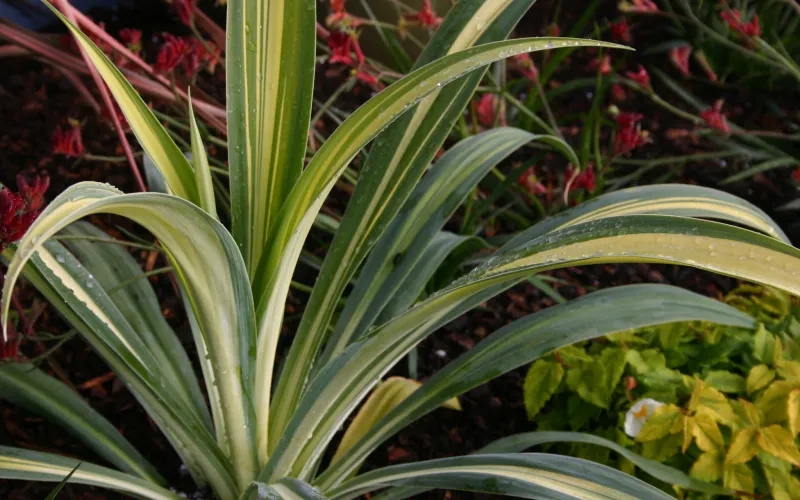 Phormium