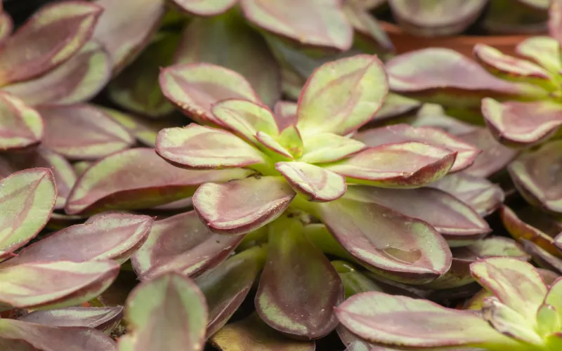 Echeveria benitsukasa