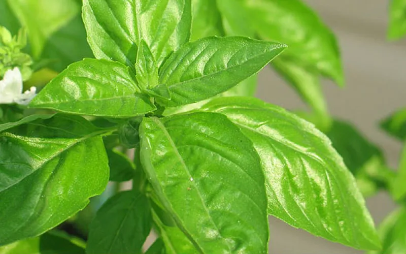 Armstrong-Grown Sweet Basil