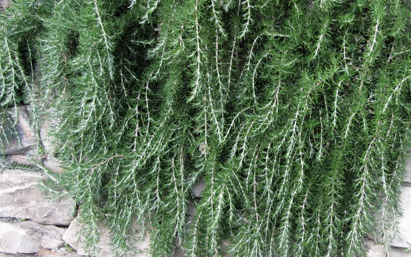 a close up of a tree