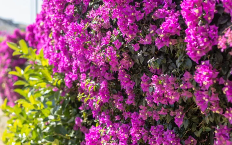 a close up of a purple flower
