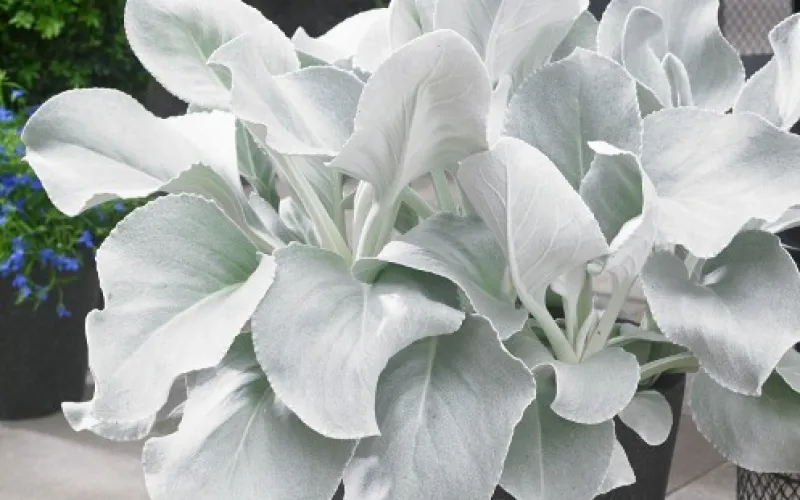 Senecio Angel Wings