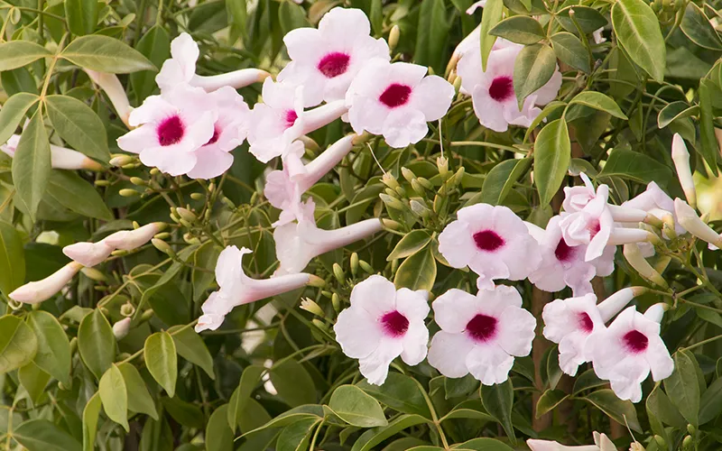 pink flowers with dark pink centers