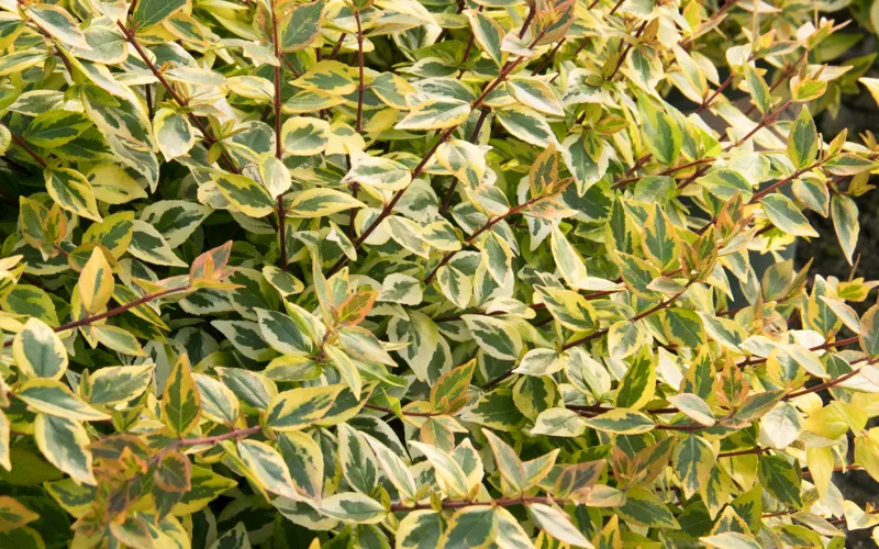 a group of green plants