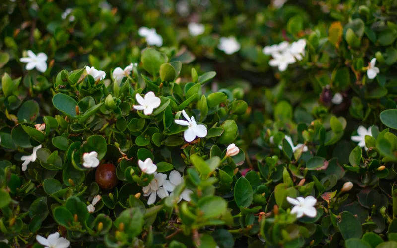 Dwarf Natal Plum with white flowers for a Moon Garden
