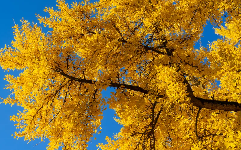 a close up of a tree