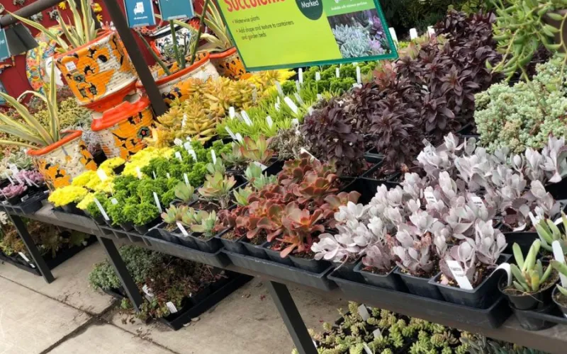 Armstrong Succulents