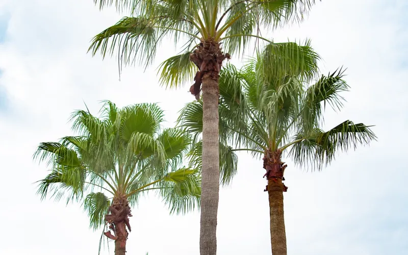 a group of palm trees next to a tree