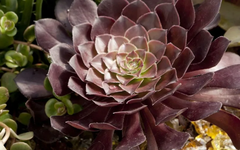 Succulents and Cacti | Armstrong Garden Centers
